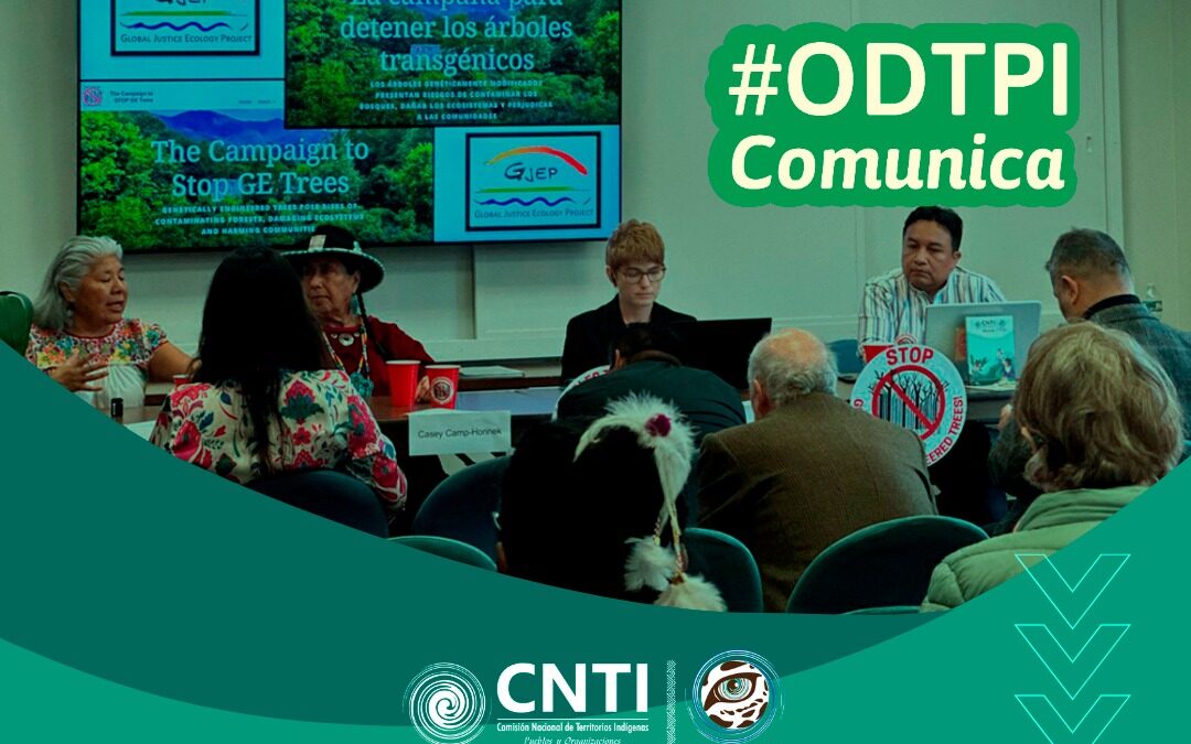 Pueblos indígenas y Relator Especial de la ONU sobre Pueblos Indígenas denuncian emergencia de árboles transgénicos