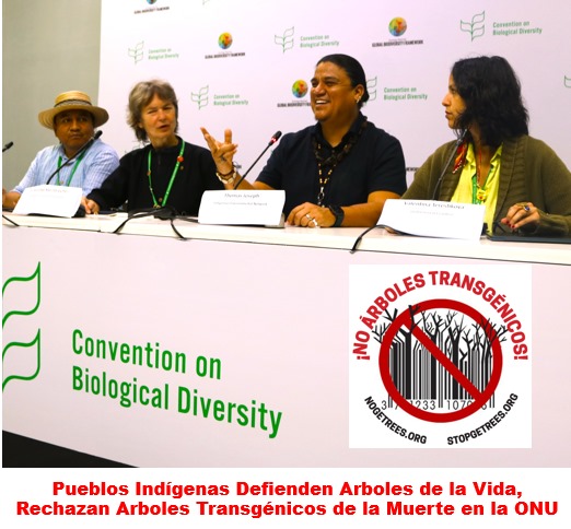 Pueblos Indígenas defienden la moratoria del CDB sobre árboles genéticamente modificados: la biodiversidad no se negocia