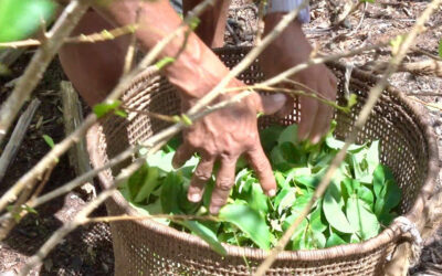 Nuestra hoja de coca es sagrada: denuncia contra la criminalización del mambe