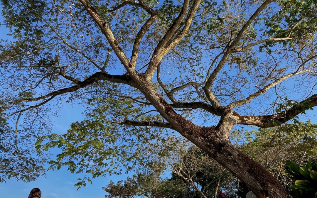 Frente a la desertificación y la sequía, los territorios indígenas son soluciones vivas y reales